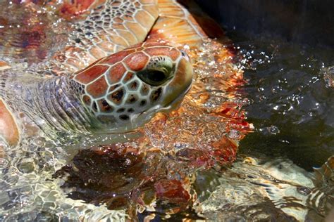 Grand Cayman - The Turtle Farm