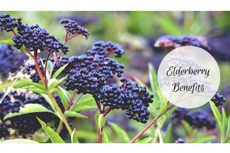 Elderberry Benefits