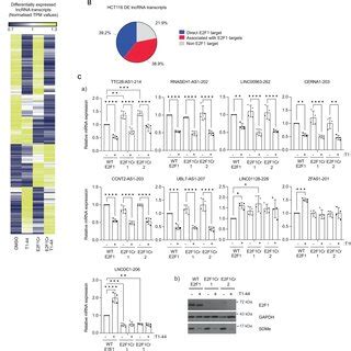 Differential Expression Analysis Of LncRNA Transcripts Present In