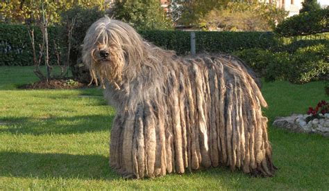 Bergamasco Shepherd | Dog Breed Information & Facts – Pictures Pets Feed