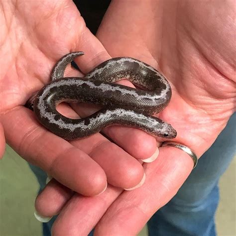 Kenyan Sand Boa Anery Striped Female At Reptile Rapture Eryx