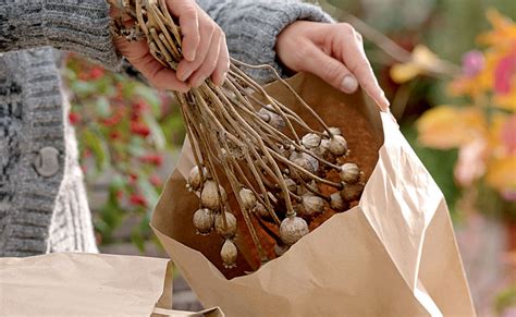 Semer des fleurs conseils et astuces pour réussir ses semis de fleurs