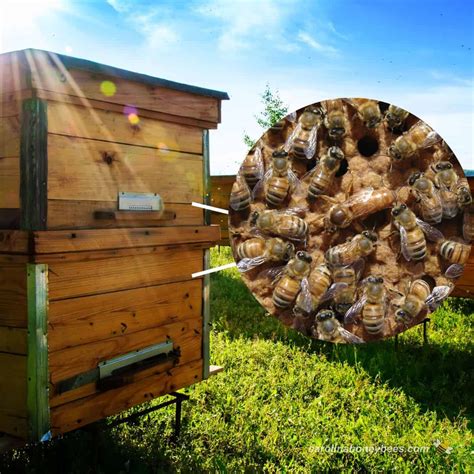 What Is Inside A Beehive Carolina Honeybees