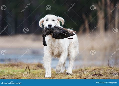 Hunting Golden Retriever Dog Carrying a Duck Stock Photo - Image of hunting, autumn: 87774872