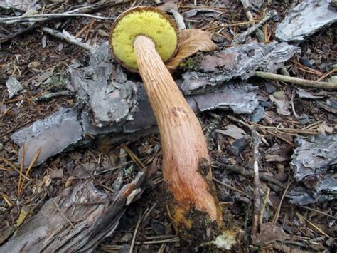 Aureoboletus Projectellus The Bolete Filter