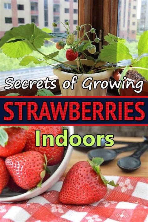 The Ultimate Guide To Growing Strawberries Indoors Artofit