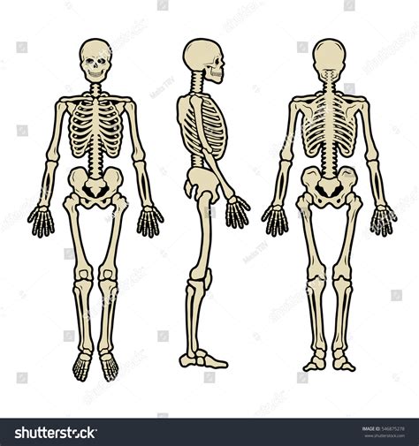 Anatomical Human Skeleton Three Positions Stock Vector 546875278