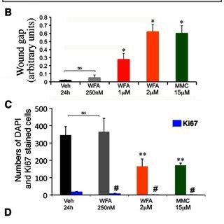 Scratch Wound Assay In Vitro A Representative Phase Contrast Images