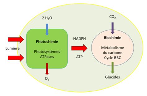 Le chemin du carbone dans la photosynthèse - Encyclopédie de l'environnement