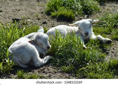 Texel Sheep Little Lambs Spring Isle Stock Photo 1348152269 | Shutterstock