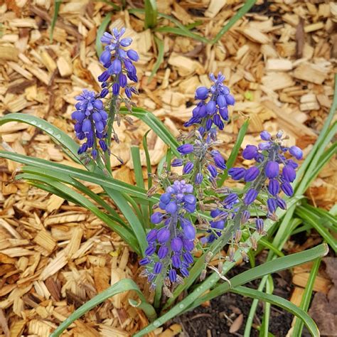 Muscari Neglectum Grape Hyacinth Species Wild Grape Hyacinth In