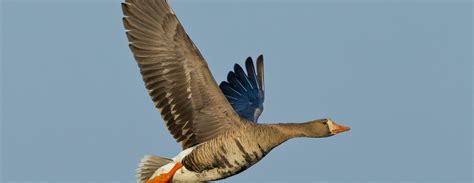 Greater White-Fronted Goose – The Elusive Specklebelly - Endless Migration