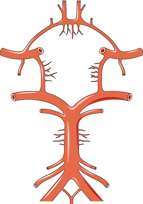 Circle Of Willis Diagram Quizlet