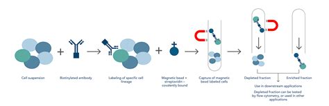 Magnetic Cell Separation Systems