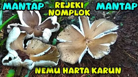 Rejeki Nomplok Serasa Menemukan Harta Karun Emas Kalau Dapat Jamur