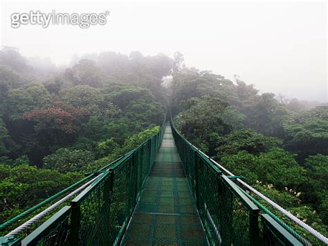 Hanging Bridge Over Trees In Cloud Forest Near Monteverde In Costa Rica