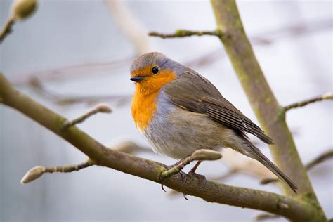 Robin Pássaro Natureza Animais Foto Gratuita No Pixabay