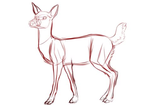 Deer Drawing Animal Anatomy Pinterest Deer Drawing Deer And Drawings