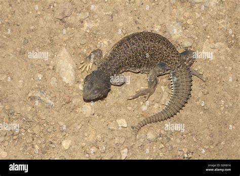 Indian Spiny Tailed Lizard Saara Hardwickii Jaisalmer Rajasthan