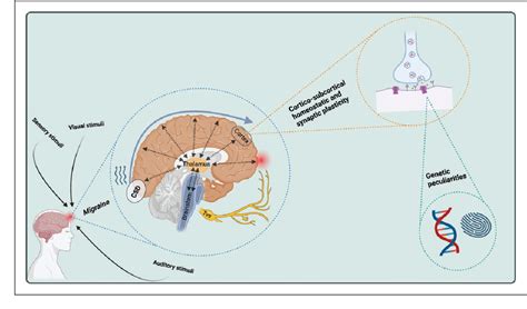 Figure From Electrophysiological Findings In Migraine May Reflect