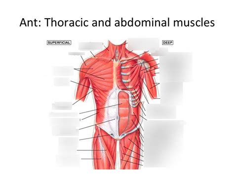 Thoracic And Abdominal Muscles Anterior View Diagram Quizlet