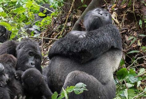 5 Days Rwanda Gorilla Trekking And Nyiragongo Hiking Safari Safari