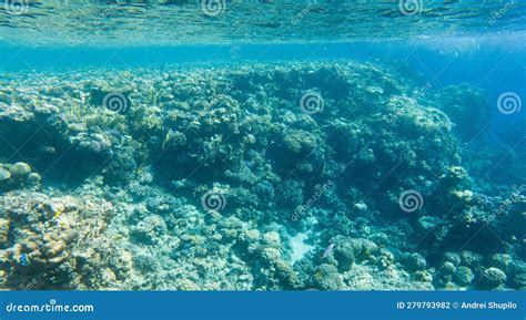 Coral Reef Under Sea Water Stock Photo Image Of Seascape Life