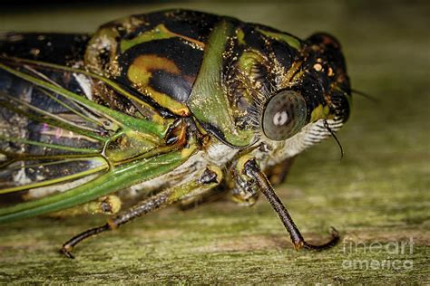 Cicada Close-up Photograph by Robert Alsop - Pixels