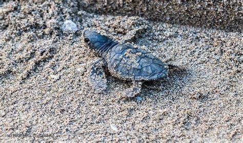 Bacoli Nate Le Tartarughe Caretta Caretta Sulla Spiaggia Romana