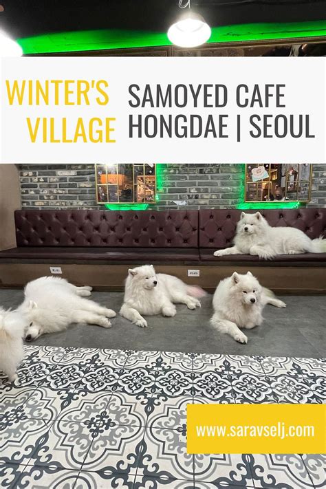 Samoyed Cafe Seoul Hongdae