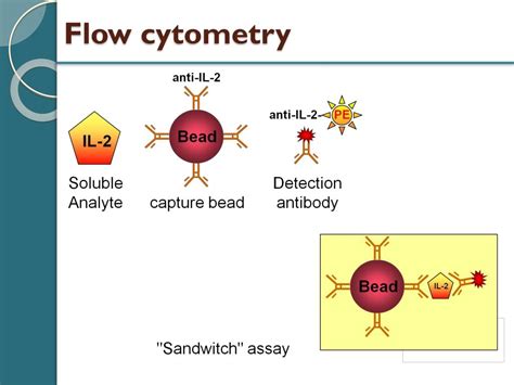 Ppt Protein Analysis Methods Western Blot And Elisa Powerpoint Presentation Id4463077