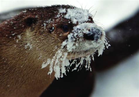 Winter playground: ZooMontana animals at home in winter’s cold