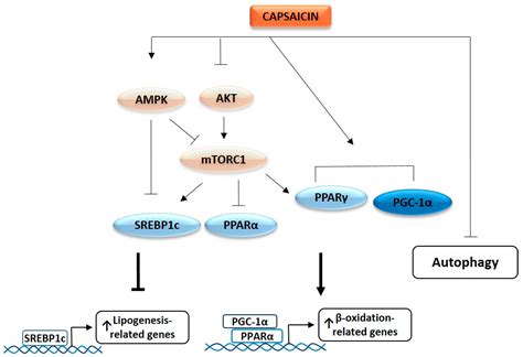 Ijms Free Full Text Capsaicin Targets Lipogenesis In Hepg Cells