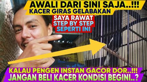 Awali Dari Sini Kacer Giras Gelabakan Biar Mapan Dan Gacor Rawat