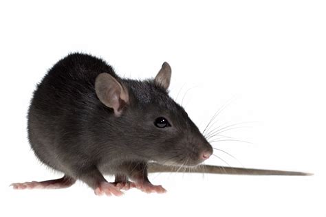 Rat Information For Kids Fun Rodent Facts For Students