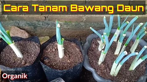 Cara Tanam Daun Bawang Bawang Daun Di Polybag Pot YouTube