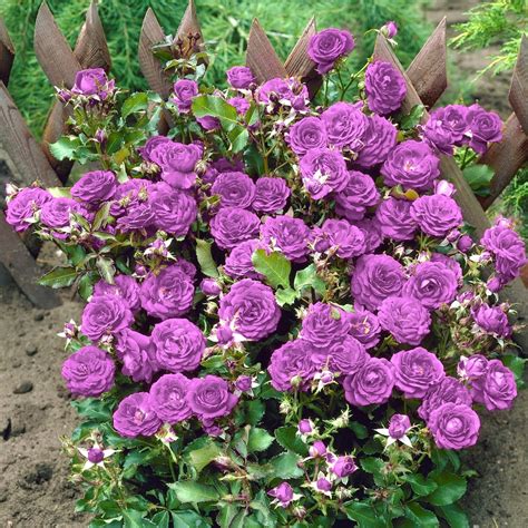 Purple Miniature Roses - Lavender Plant