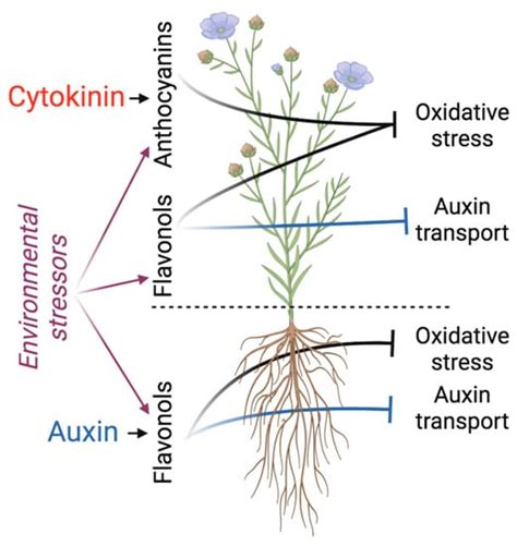 Plants Free Full Text Friends In Arms Flavonoids And The Auxin