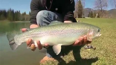 Comment Pecher La Truite Arc En Ciel En Etang Infos Et Ressources