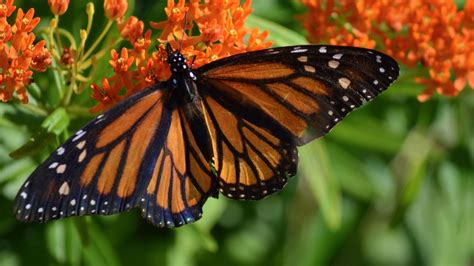 Monarchs On The Move Smithsonian Gardens