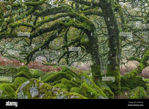 Wistmans Wood On Dartmoor An Ancient Oak Wood Full Of Old Gnarled