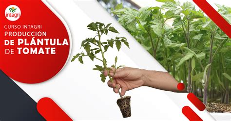 Curso Online Producci N De Pl Ntula De Tomate Inversi N Intagri S C