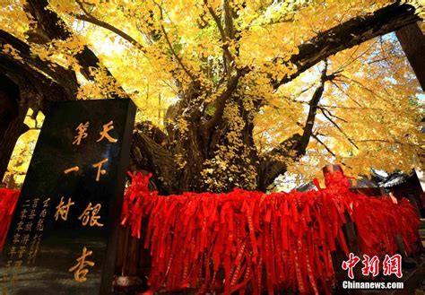 山东日照：4000年银杏树迎来最佳观赏期