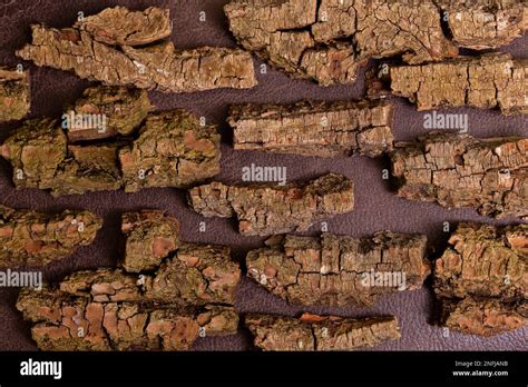 Tree Bark Natural Background Wallpaper Backdrop Brown Natural Pieces