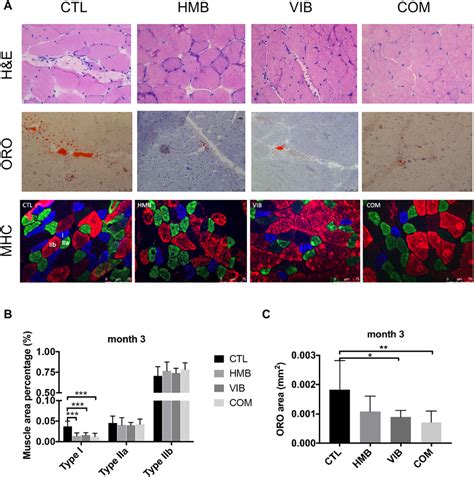 Morphology And Characterization Of Muscle Derived Stem Cells MDSC At