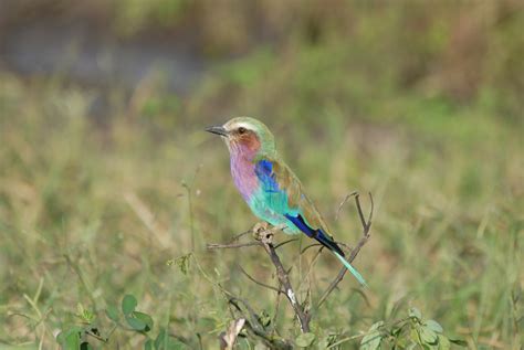 Free Images Nature Prairie Wildlife Color Fauna Vertebrate