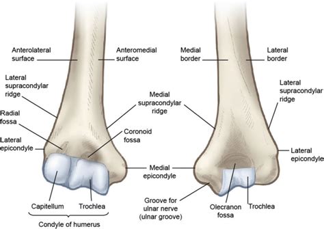 Osseous Anatomy Of The Distal Humerus Reproduced With Permission From