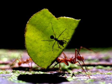 Berapa Sih Jumlah Semut Yang Ada Di Dunia Yuk Intip Jawabannya Di Sini