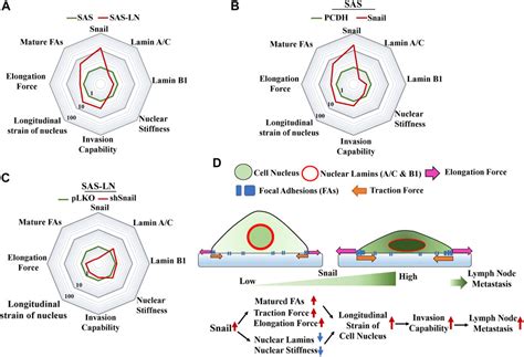 Frontiers Snail Augments Nuclear Deformability To Promote Lymph Node