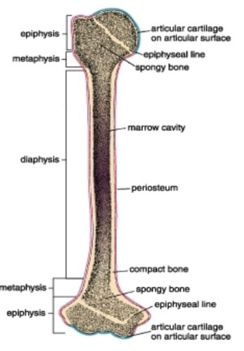 Bone Flashcards Quizlet